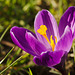 Sonnenanbetende