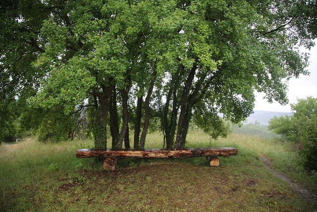 Acer monspessulanum (5)