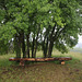 Acer monspessulanum (5)