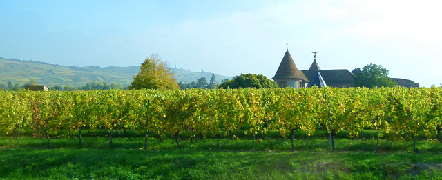 Weinfelder bei Ammerschwihr im Elsass