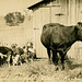 Triplet Calves, Rooks County, Kansas