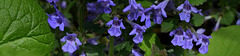 Bandeau groupe Flowers Family : Lamiaceae -Verbenacea