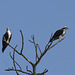 Western Osprey