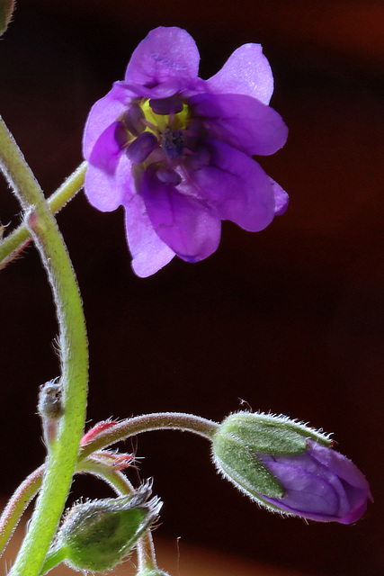 Géranium silvestre