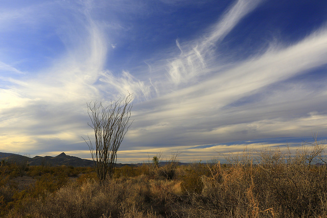 Ocotillo Grove