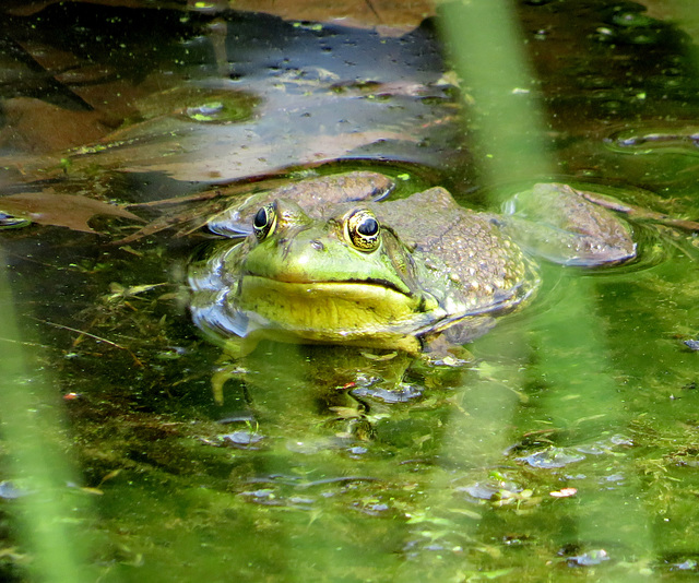 Bullfrog hoping to find a mate.