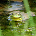 Bullfrog hoping to find a mate.