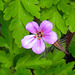 20210514 0189CPw [D~LIP] Stinkender Storchsschnabel (Geranium robertianum agg), Bad Salzuflen