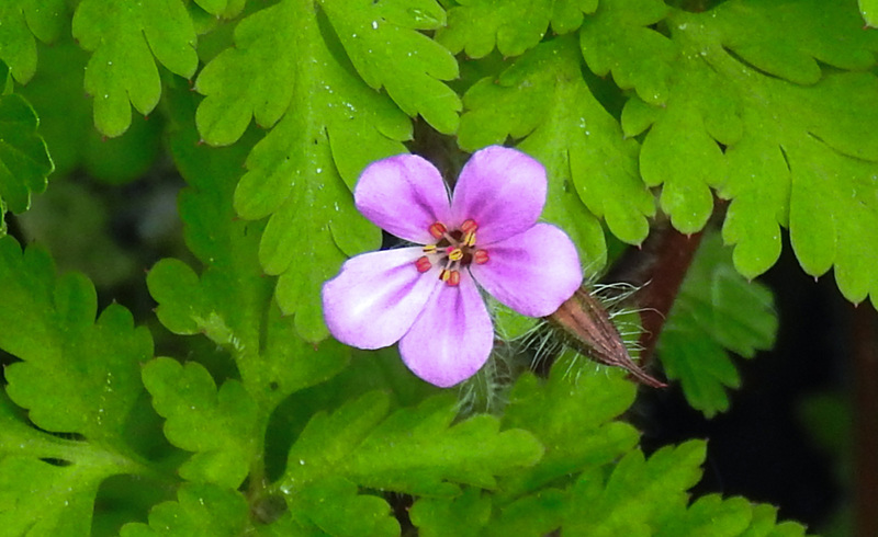 20210514 0189CPw [D~LIP] Stinkender Storchsschnabel (Geranium robertianum agg), Bad Salzuflen