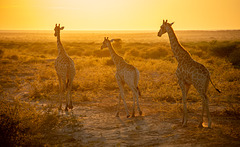 Wildlife.........   Namibia