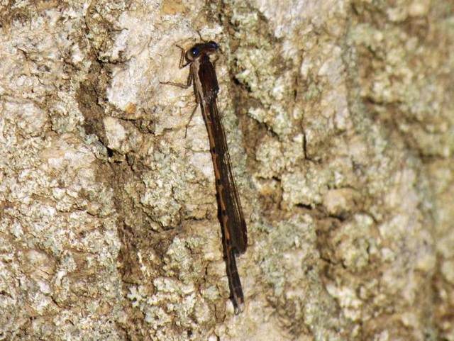 Common Winter Damselfly m (Sympecma fusca) 01-04-2011