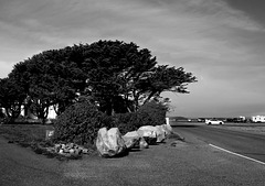 Cypress, rocks, cars
