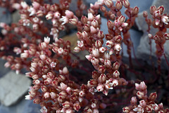 Crassula tillaea