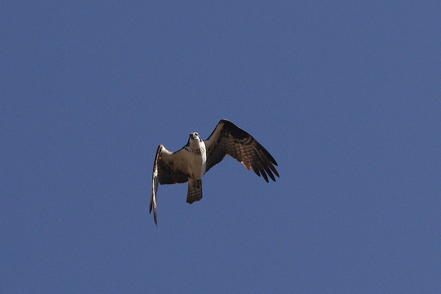 Western Osprey