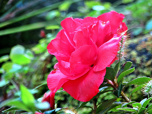 Red Camellia