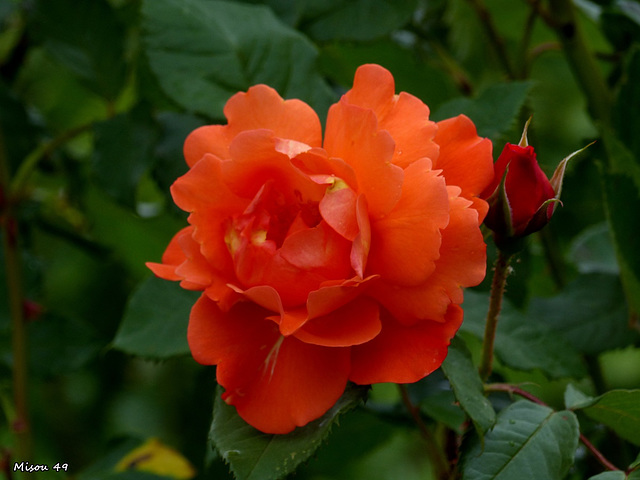 Joyeuse fête des Mères à toutes les Mamans