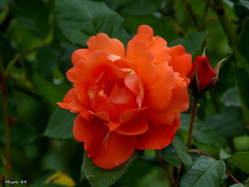 Joyeuse fête des Mères à toutes les Mamans