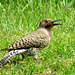 Northern Flicker (Colaptes auratus)