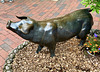 Schnüffelschwein