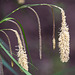 20210514 4310VRAw [D~LIP] Große Segge (Carex pendula) [Hängende Segge], Bad Salzuflen