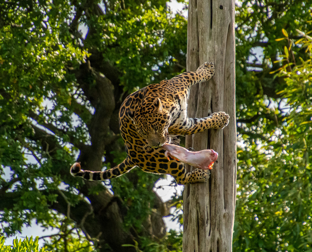 Jaguar