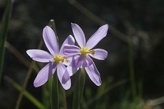 Grass Widows