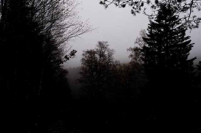 Wald, Horn Bad-Meinberg