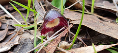Helmet orchid  South Australia, Mt Lofty Ranges