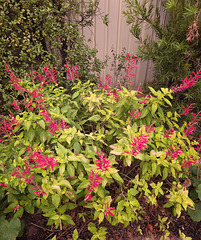 Salvias