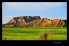 Cereal en las Bardenas