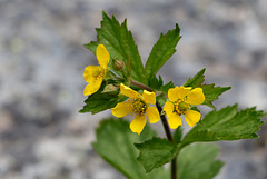 Large-leaved Avens