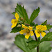 Large-leaved Avens