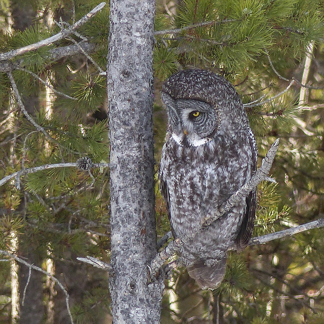 Great Gray Owl, focused