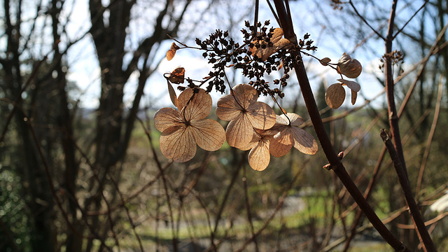 Kamelienblüte