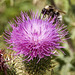 Bergdistel mit Biene