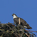 Western Osprey