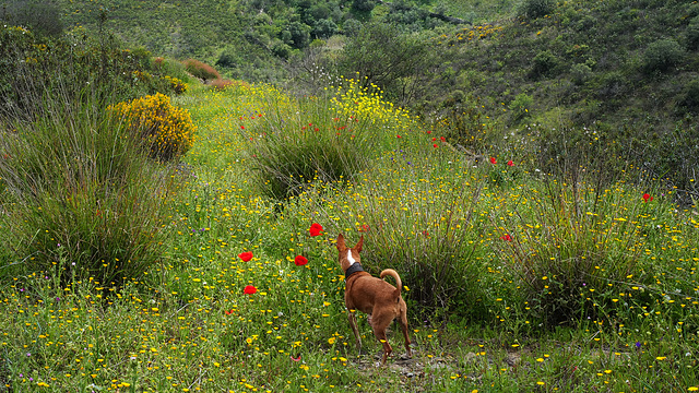 Estrelinha on the flowery path