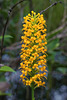 Platanthera cristata (Crested Fringed orchid)