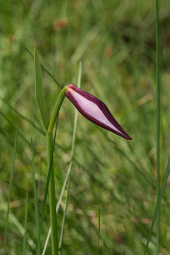 Cleistesiopsis divaricata (Large Rosebud orchid)
