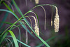 20210514 4311VRAw [D~LIP] Große Segge (Carex pendula) [Hängende Segge], Bad Salzuflen