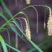 20210514 4311VRAw [D~LIP] Große Segge (Carex pendula) [Hängende Segge], Bad Salzuflen