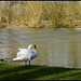 swan by the Cherwell