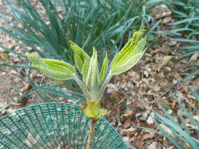 gdn[HC] - separating leaves {4 of 11}