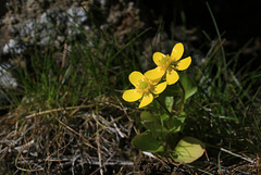 First Wildflowers