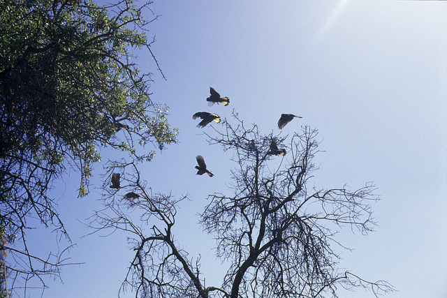 Yellow-tailed Black Cockatoos, Normanville - Banksia scrub