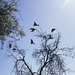 Yellow-tailed Black Cockatoos, Normanville - Banksia scrub