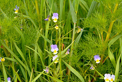 Viola tricolor