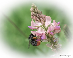 Hummel auf einer Esparsette/Onobrychis viciifolia