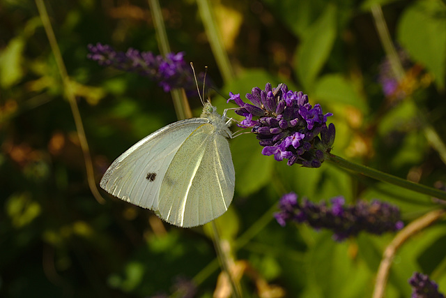 Butterfly IMG_1888