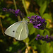 Butterfly IMG_1888